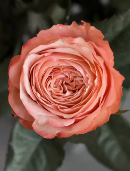 Пионовидная Роза Kahala от интернет-магазина цветов в 