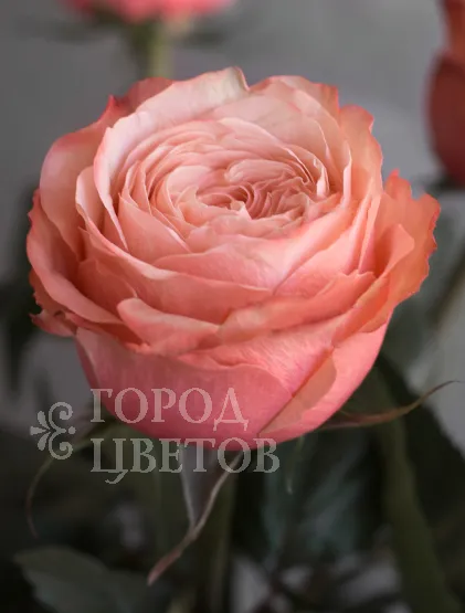 Пионовидная Роза Kahala