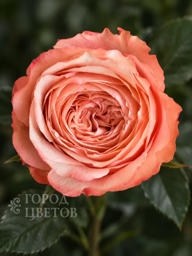 Пионовидная Роза Kahala (Кахала)
