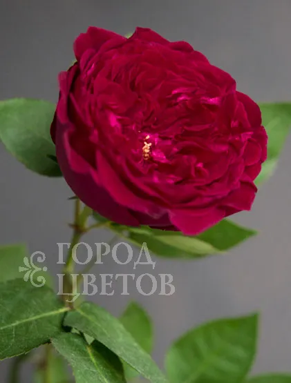 Пионовидная Роза David Austin Tess