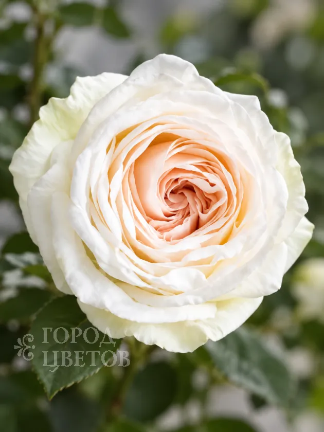 Пионовидная Роза White O’Hara (Уайт О’Хара)