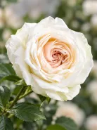 Пионовидная Роза White O’Hara (Уайт О’Хара)