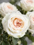 Пионовидная Роза White O’Hara (Уайт О’Хара)