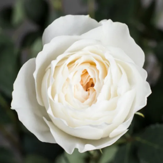 Пионовидная роза White Cloud от интернет-магазина цветов в 