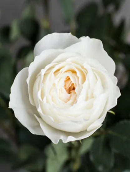 Пионовидная роза White Cloud от интернет-магазина цветов в 