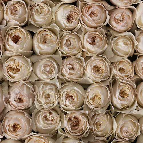 Роза пионовидная David Austin JULIET