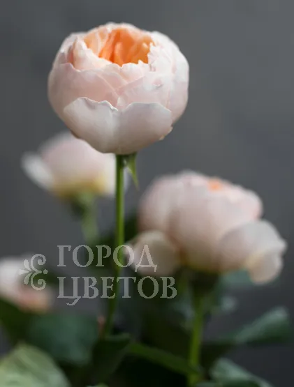 Роза пионовидная David Austin JULIET