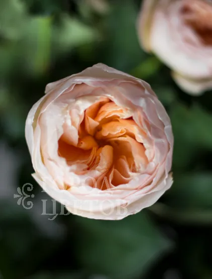 Роза пионовидная David Austin JULIET