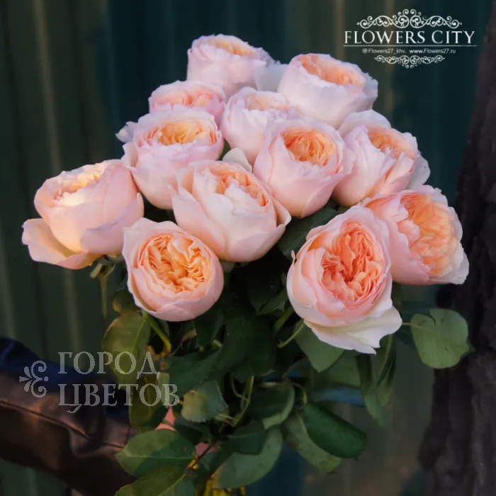 Роза пионовидная David Austin JULIET