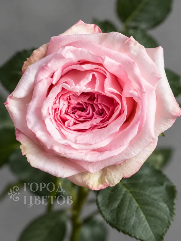 Роза Пионовидная Pink O'Hara (Пинк О’Хара)
