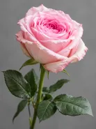 Роза Пионовидная Pink O'Hara (Пинк О’Хара)