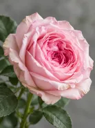 Роза Пионовидная Pink O'Hara (Пинк О’Хара)