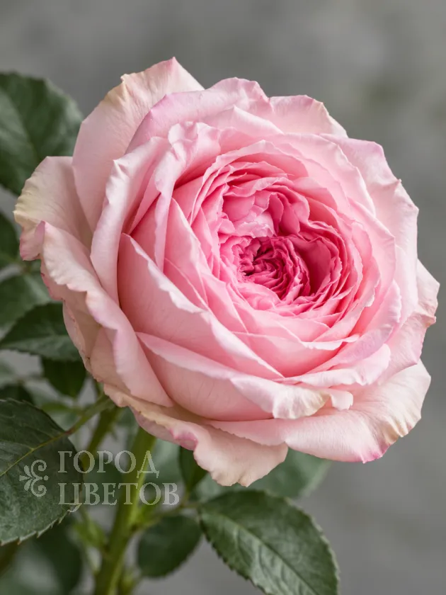 Роза Пионовидная Pink O'Hara (Пинк О’Хара)