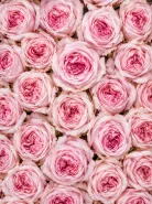 Роза Пионовидная Pink O'Hara (Пинк О’Хара)