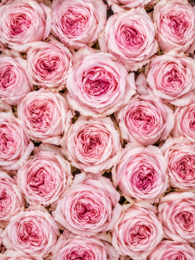 Роза Пионовидная Pink O'Hara (Пинк О’Хара)