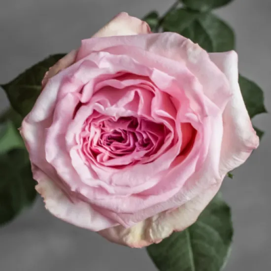 Роза Пионовидная Pink O'Hara от интернет-магазина цветов в 