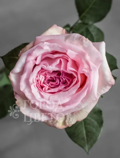 Роза Пионовидная Pink O'Hara