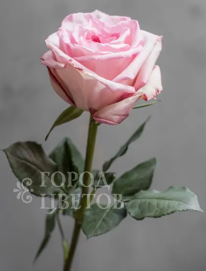 Роза Пионовидная Pink O'Hara