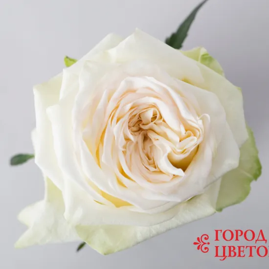 Пионовидная роза CANDLELIGHT от интернет-магазина цветов в 