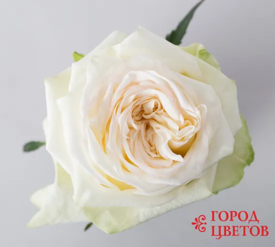 Пионовидная роза CANDLELIGHT от интернет-магазина цветов в 