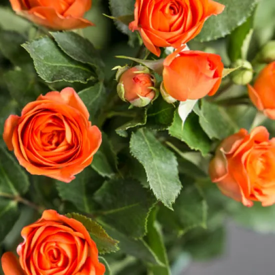 Кустовая Роза Baby от интернет-магазина цветов в 