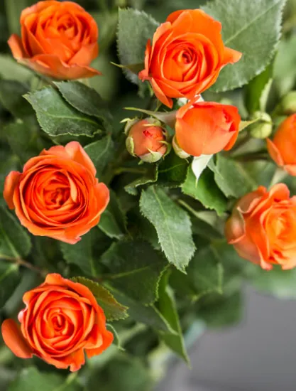 Кустовая Роза Baby от интернет-магазина цветов в 