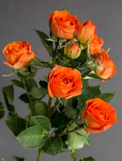 Кустовая Роза Baby от интернет-магазина цветов в 