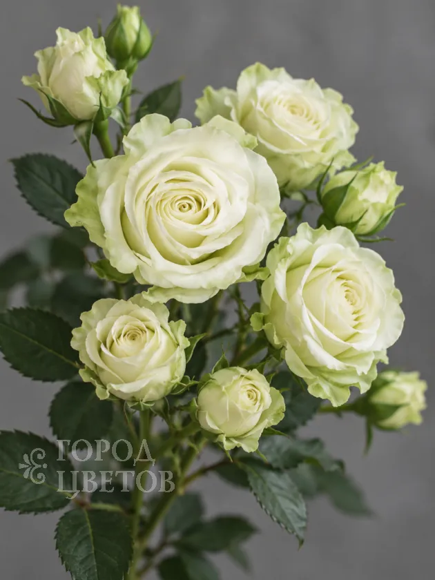 Кустовая Роза Green Glow (Грин Глоу)
