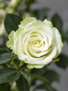 Кустовая Роза Green Glow (Грин Глоу)