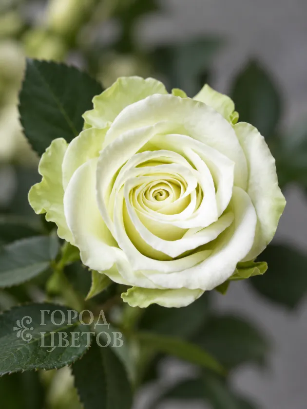 Кустовая Роза Green Glow (Грин Глоу)