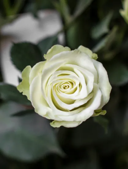 Кустовая Роза Green Glow от интернет-магазина цветов в 