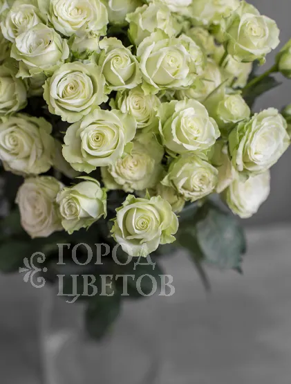 Кустовая Роза Green Glow