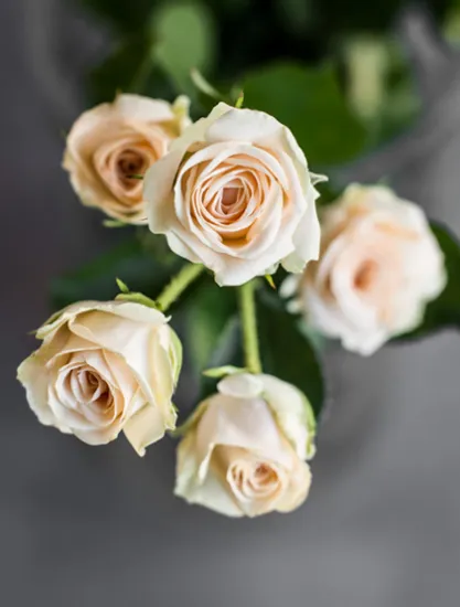 Кустовая Роза Jana от интернет-магазина цветов в 