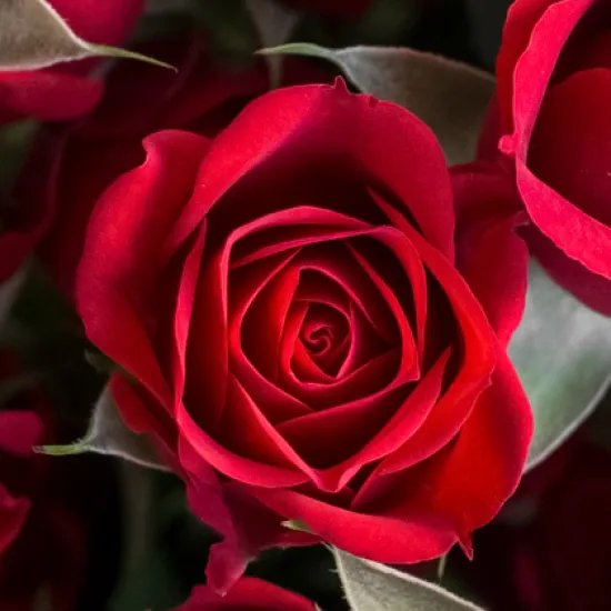 Кустовая роза Mirabel от интернет-магазина цветов в 