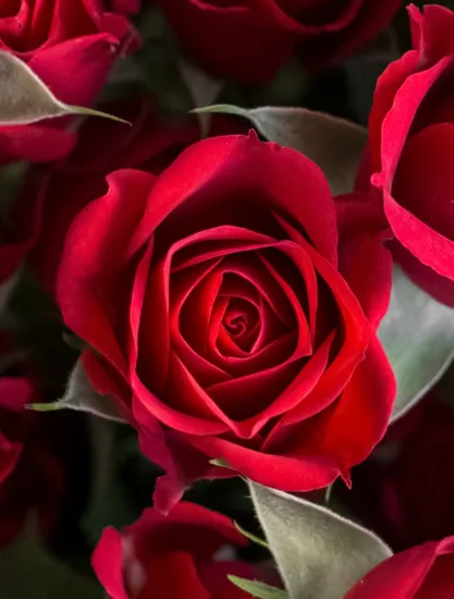 Кустовая роза Mirabel от интернет-магазина цветов в 