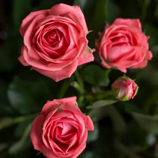 Кустовая Роза Barbados от интернет-магазина цветов в 