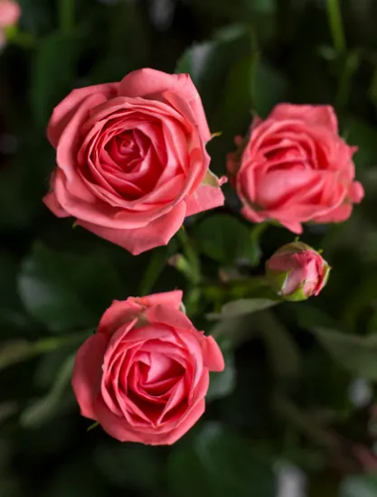 Кустовая Роза Barbados от интернет-магазина цветов в 