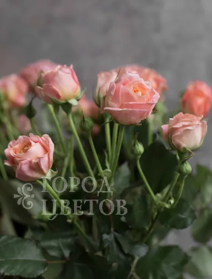 Кустовая роза Bridal Bubbles