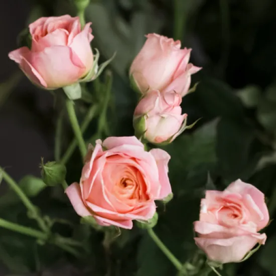 Кустовая роза Bridal Bubbles от интернет-магазина цветов в 