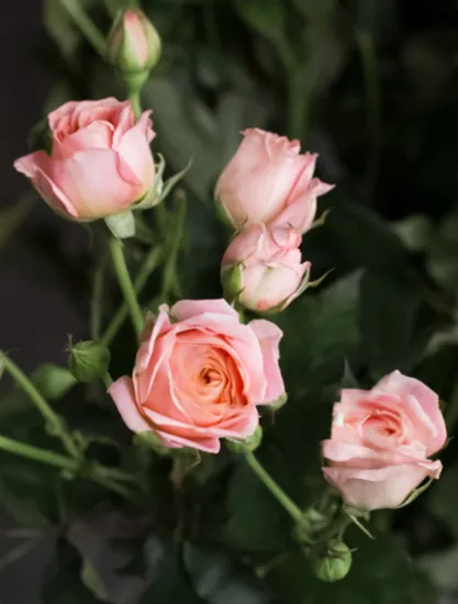 Кустовая роза Bridal Bubbles от интернет-магазина цветов в 