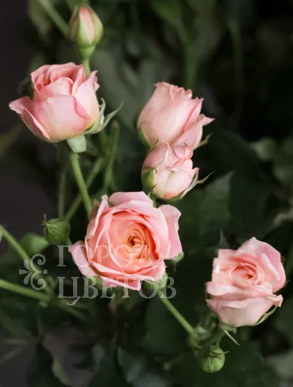 Кустовая роза Bridal Bubbles