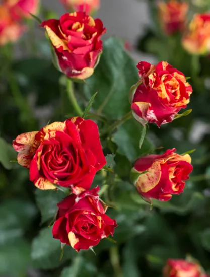 Кустовая Роза Fireflash от интернет-магазина цветов в 