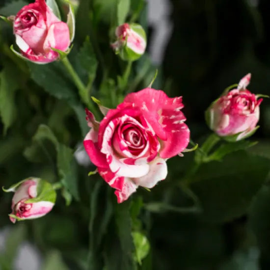 Кустовая Роза Fireworks от интернет-магазина цветов в 