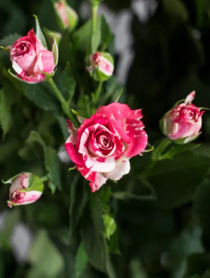 Кустовая Роза Fireworks от интернет-магазина цветов в 