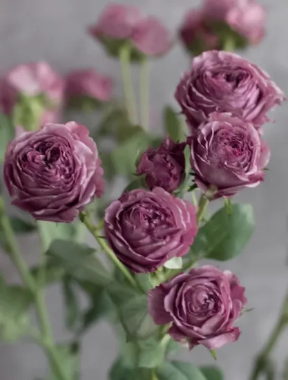 Кустовая Роза Hype от интернет-магазина цветов в 