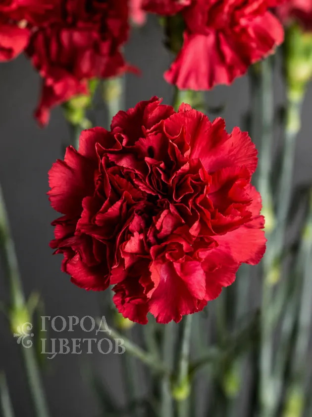 Гвоздика Red Magic