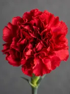 Гвоздика Red Magic (Ред Мэджик)