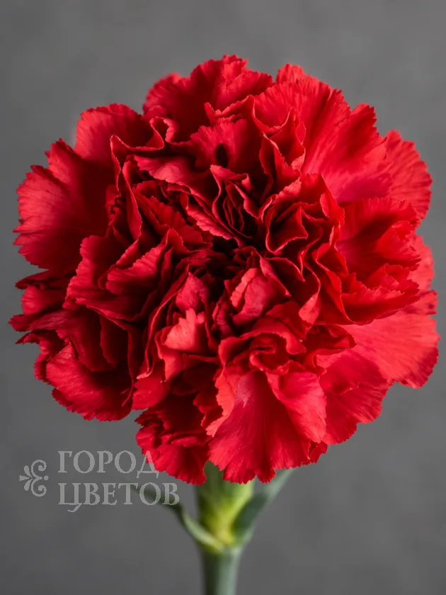 Гвоздика Red Magic (Ред Мэджик)
