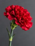 Гвоздика Red Magic (Ред Мэджик)