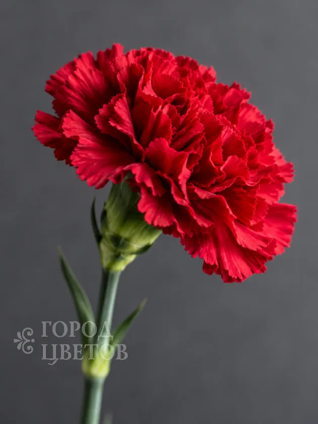 Гвоздика Red Magic (Ред Мэджик)